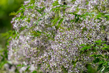 White flowers of Chinaberry tree