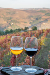 Glass of Portuguese red dry wine, produced in Douro Valley and old terraced vineyards on background in autumn, wine region of Portugal