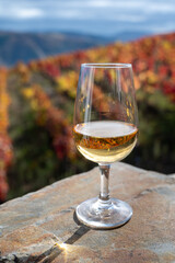 Tasting of Portuguese fortified port wine, produced in Douro Valley with colorful terraced vineyards on background in autumn, Portugal
