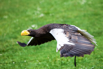 Riesenseeadler