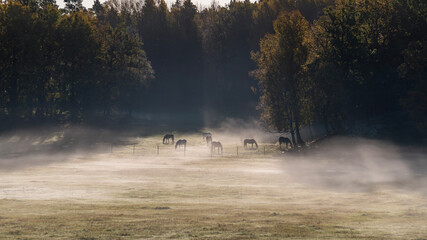 Naklejka na ściany i meble Horses in morning fog. 
