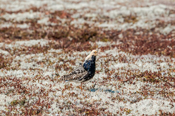 Ruff (Philomachus pugnax) in Barents Sea coastal area, Russia