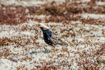 Ruff (Philomachus pugnax) in Barents Sea coastal area, Russia