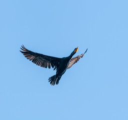 Double-crested Cormorant (Phalacrocorax auritus) on Salton Sea, Imperial Valley, California, USA