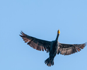 Double-crested Cormorant (Phalacrocorax auritus) on Salton Sea, Imperial Valley, California, USA