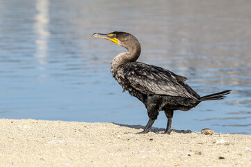 Double-crested Cormorant (Phalacrocorax auritus) in Malibu Lagoon, California, USA