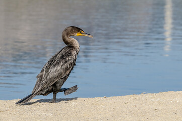 Double-crested Cormorant (Phalacrocorax auritus) in Malibu Lagoon, California, USA