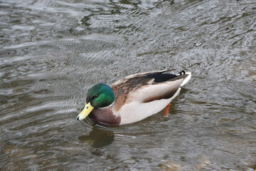 Mallard swimming through the cold waters of the river Lea