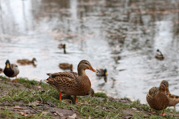 Wild duck on shore near the pond in the park. Mallard duck (Anas platyrhynchos) in the wild.