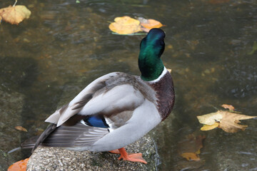 Mallard swimming through the cold waters of the river Lea