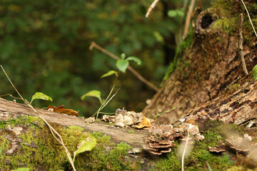 Fototapeta premium Fungus and gunge clinging to the outside of tree bark