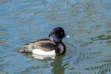 Tufted Duck (Aythya fuligula) drake on lake