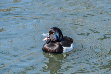 Tufted Duck (Aythya fuligula) drake on lake
