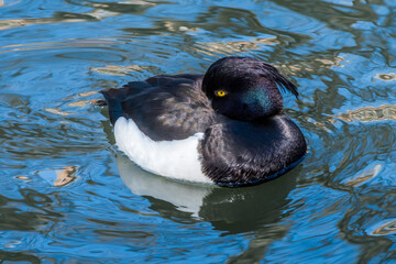 Tufted Duck (Aythya fuligula) drake on lake