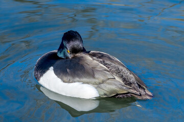 Tufted Duck (Aythya fuligula) drake on lake