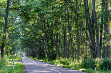 Obraz premium Forest trail. A road in the woods. A forest alley. Old beautiful trees.