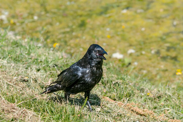 Carrion Crow (Corvus corone) in park, Keil, Schleswig-Holstein, Germany