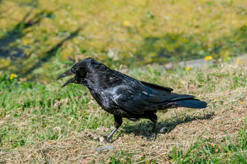 Carrion Crow (Corvus corone) in park, Keil, Schleswig-Holstein, Germany
