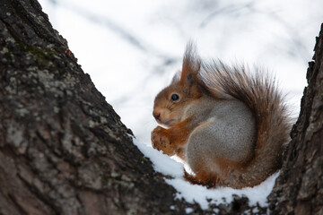 Squirrel eats nuts on a tree branch in the forest