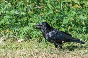 Carrion Crow (Corvus corone) in park, Keil, Schleswig-Holstein, Germany
