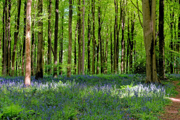 Bluebells and hide out in West Woods - England