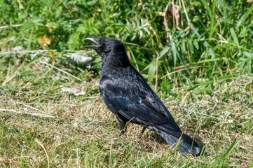 Carrion Crow (Corvus corone) in park, Keil, Schleswig-Holstein, Germany
