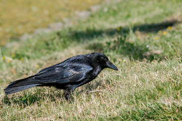 Carrion Crow (Corvus corone) in park, Keil, Schleswig-Holstein, Germany