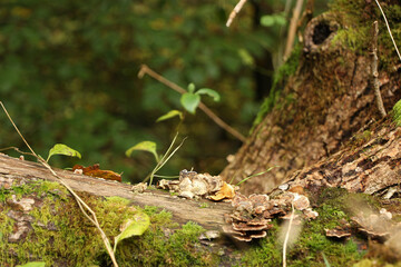 Fungus and gunge clinging to the outside of tree bark