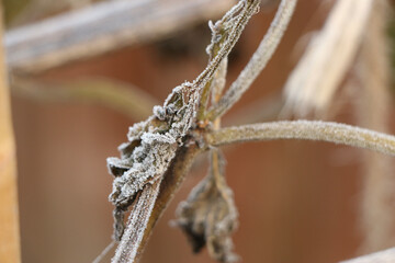 Frozen stalks of a cup and saucer plant