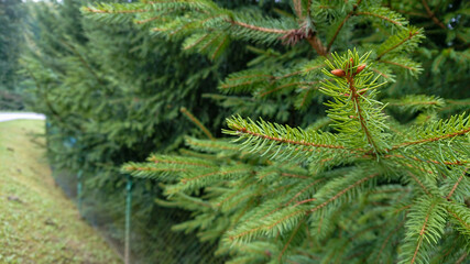 Young pine branches photographed close-up