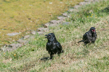 Adult Carrion Crow (Corvus corone) and grown chick in park, Keil, Schleswig-Holstein, Germany