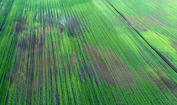 Damaged Wheat Crops Due To Weather Conditions.