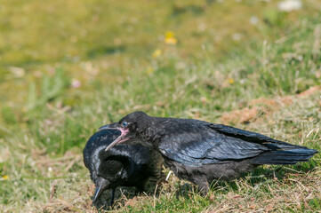 Obraz premium Adult Carrion Crow (Corvus corone) and grown chick in park, Keil, Schleswig-Holstein, Germany