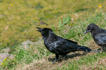 Adult Carrion Crow (Corvus corone) and grown chick in park, Keil, Schleswig-Holstein, Germany