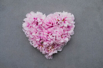 Floral heart made of beatiful fresh pink peonies in full bloom on concrete grey background, top...