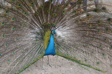 Fototapeta premium peacock with feathers