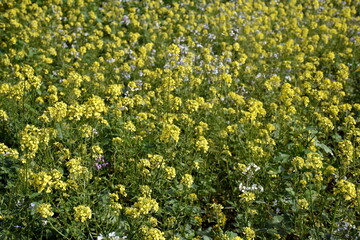 Hintergrund blühender Senf auf einem Feld