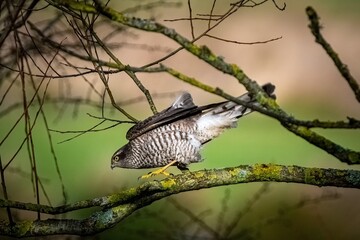 Sparrow hawk on the hunt