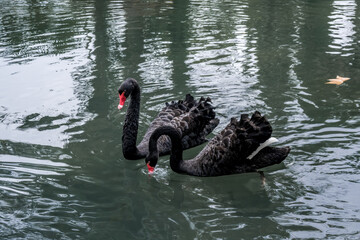 Black Swan (Cygnus atratus) in park, Abkhazia