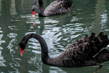 Fototapeta premium Black Swan (Cygnus atratus) in park, Abkhazia