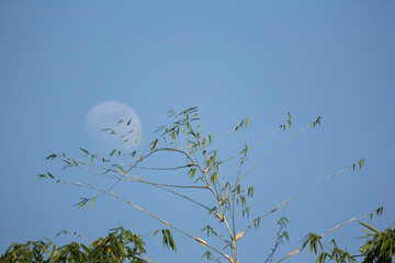 Moon and  Green leaf of Bamboo  tree