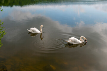 white swans group on the lake swim well under the bright sun
