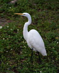 Great White Egret stock photo. Close-up profile view side in foliage and white flowers foreground and evergreen background displaying white plumage in its environment and habitat.