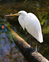 Great White Egret stock photos. close-up profile view perched on log with water foreground and background displaying white feathers plumage, in its environment and habitat. Portrait. Image. Picture.