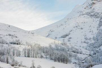 Fototapeta na wymiar Snowy forest, Picos de Europa, Sotres, Asturias, Spain.