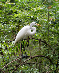 Great White Egret Stock Photo. Perched displaying white plumage feather wings, body, with a foliage background in its environment and habitat. Image. Picture. Portrait.