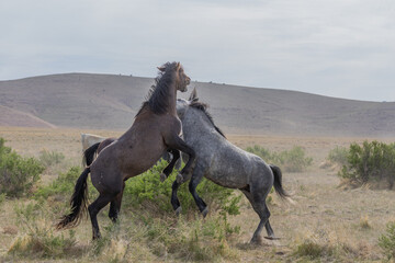 Obraz na płótnie Canvas Wild Horse Stallions Fighting in the Utah Desert in Spring