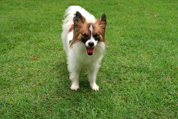 Papillon Dog