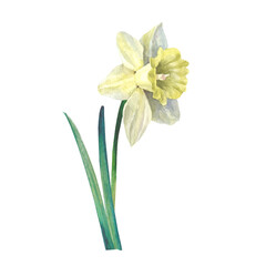 daffodils isolated on white