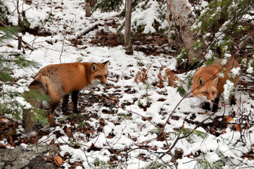 Red Fox stock photos. Red fox couple close-up profile view in the winter season in its environment and habitat with tree and snow background displaying fox tail, fur. Fox Image. Picture. Portrait.
